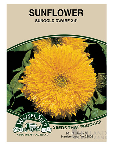 Sunflower Dwarf Double Sungold 