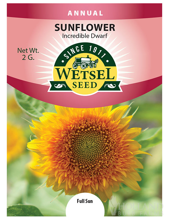 Sunflower Dwarf Incredible