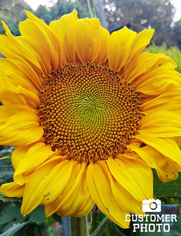 Sunflower Dwarf Incredible - 75612