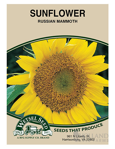 Sunflower Mammoth Russian - 75649