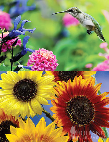 Sunflowers & Hummingbirds Collection sunflower seeds, grow sunflowers, plant sunflowers, how to grow sunflowers, how to plant sunflowers, hummingbird gardens, flowers for pollinators, flowers for butterflies