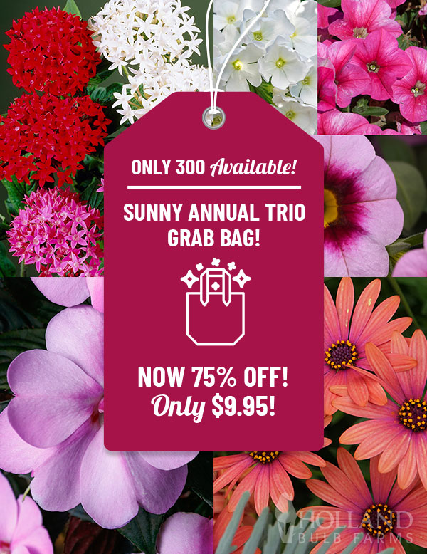 Sunny Annual Grab Bag Trio