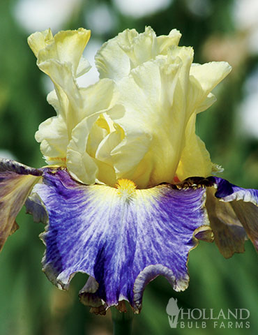Sunny Glitter Bearded Iris sunny glitter bearded iris, tall bearded iris, bearded iris rhizomes, unique bearded iris, purple and yellow iris, schreiners iris garden, bearded iris bulbs, buy bearded iris, plant bearded iris