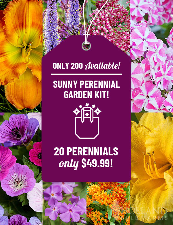 Sunny Perennial Garden Kit