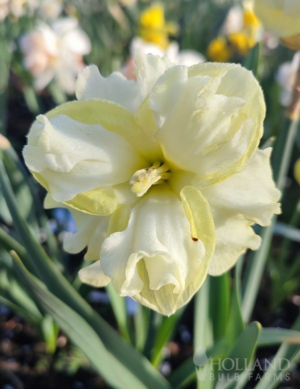 Sunny Side Up Daffodil