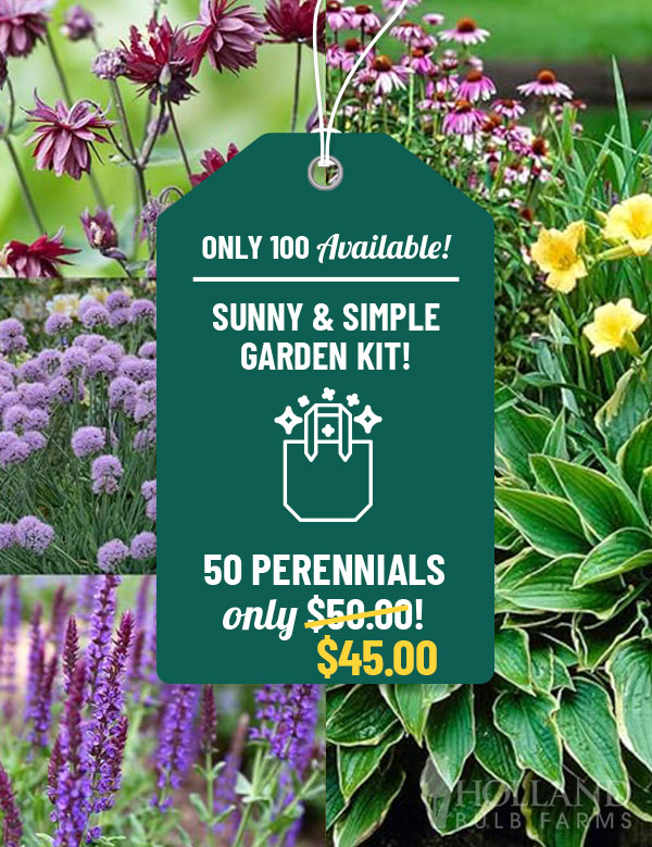 Sunny and Simple Perennial Garden Kit