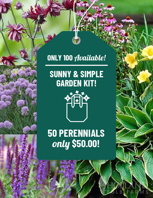 Sunny and Simple Perennial Garden Kit