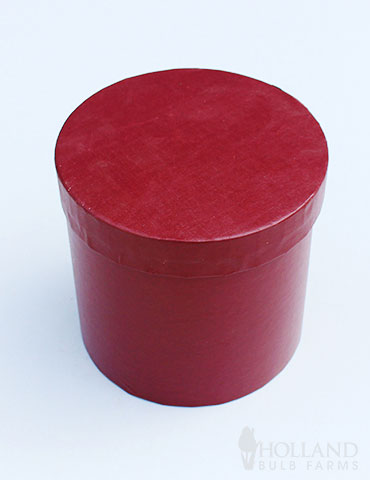 Bi-Colored Potted Amaryllis Gift Box - Burgundy Round - 92221
