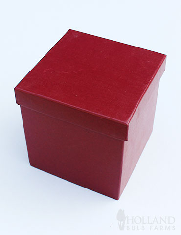 Bi-Color Potted Amaryllis Gift Box - Burgundy Square - 92222