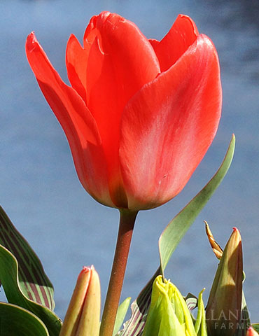Sweet Lady Greigii Tulip 