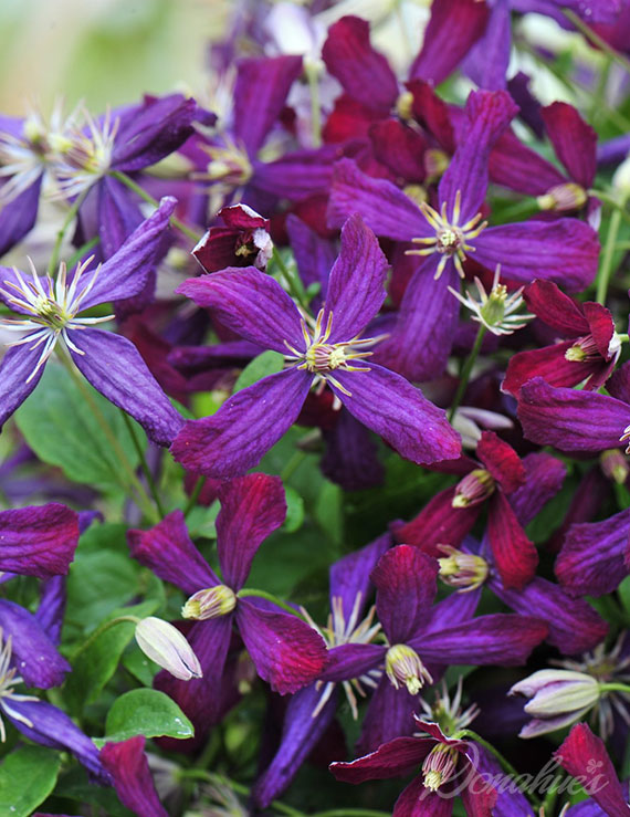 Sweet Summer Love™ Pre-Potted Clematis