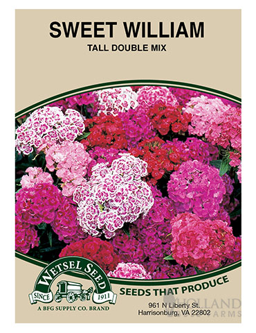 Sweet William Tall Double Mix 