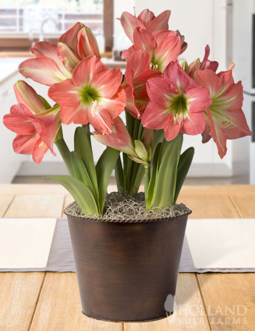 Sweetheart Potted Bulb Garden  indoor bulb garden. potted bulb garden, pre-potted amaryllis, potted tulips, forced bulbs, pre-forced bulbs in planter, pre-forced bulbs in container