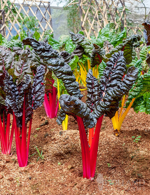 Swiss Chard Bright Lights Trio
