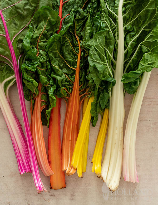 Swiss Chard Bright Lights