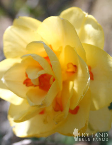 Tahiti Daffodil - 82126