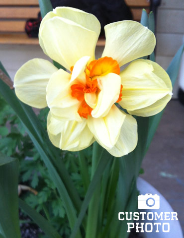 Tahiti Daffodil - 82126