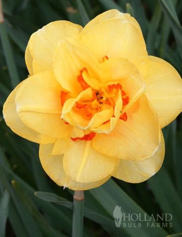 Tahiti Daffodil 
