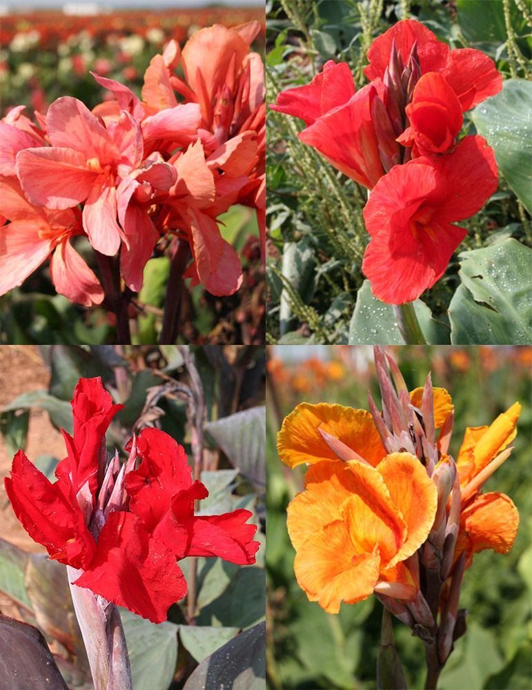 Tall Canna Collection