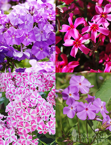 Tall Phlox Collection - 77627