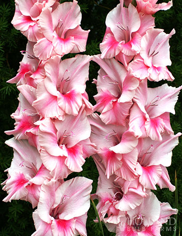 Tampico Pink Gladiolus 