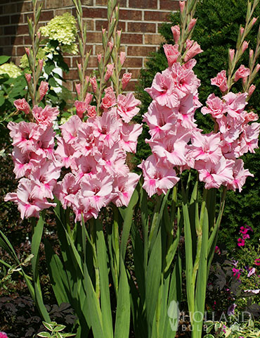 Tampico Pink Gladiolus  - 76161