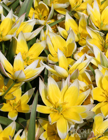 Tarda Botanical Tulip - 88267