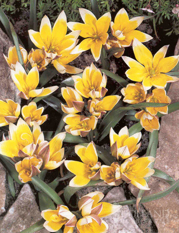 Tarda Botanical Tulip 