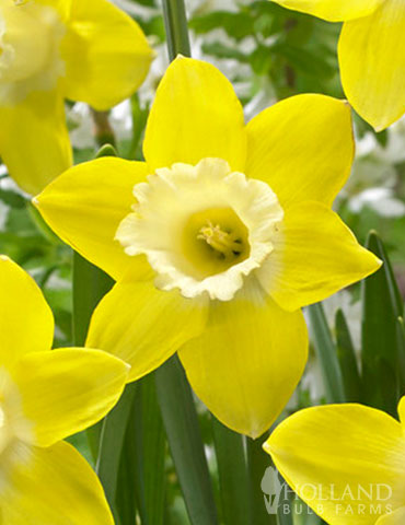 Teal Trumpet Daffodil 