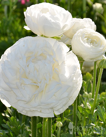 Tecolote® Ranunculus White - 87126