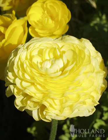 Tecolote® Ranunculus Yellow - 87123