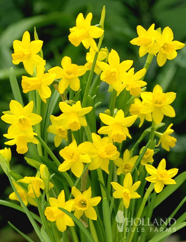Tete A Tete Daffodil Jumbo Pack - 82101