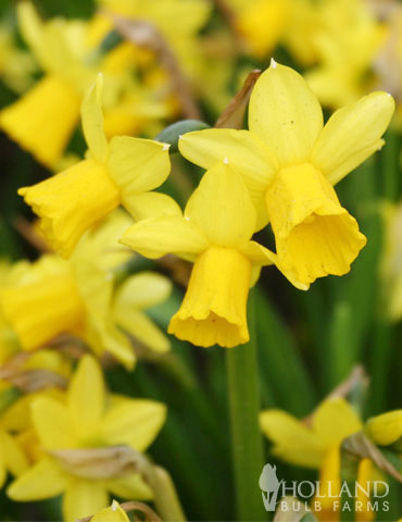 Tete A Tete Daffodil Jumbo Pack - 82101