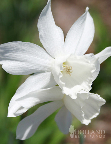 20 x MINIATURE White Daffodils THALIA Spring Flowering Dwarf Daffodil Bulbs 