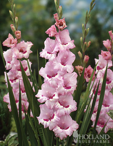 Thats Love Gladiolus rare gladiolus bulbs for sale, gladiolus bulbs for sale near me, gladiolus bulbs suppliers, large gladiolus bulbs, 