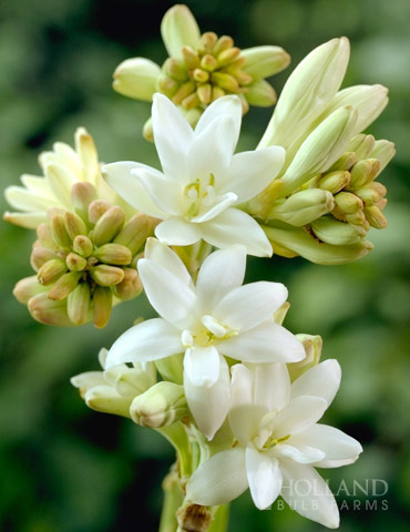 The Pearl Double Flowering Tuberosa 
