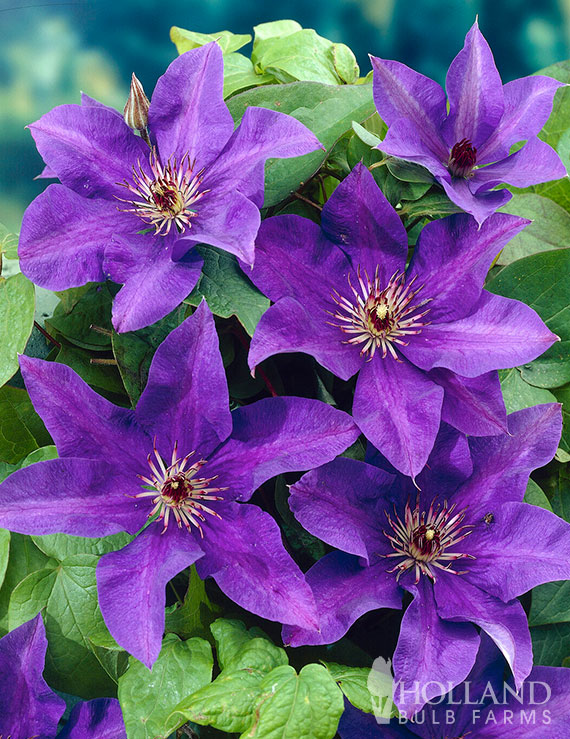 The President Pre-Potted Clematis
