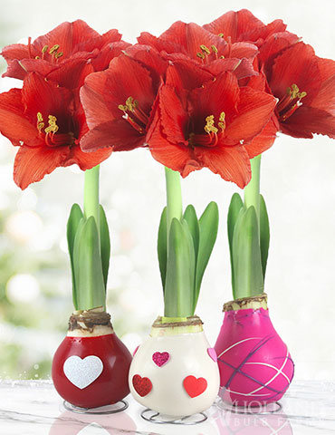 The Sweetheart Waxed Amaryllis Collection (3-Pack) The Sweetheart Amaryllis Holiday Collection, 3 Best Selling Wax-Covered Bulbs, Unique Holiday Decor and Gifts