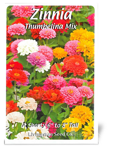 Thumbelina Mix Zinnia 