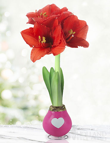 Tickled Pink Waxed Amaryllis