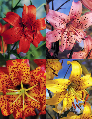 Tiger Lily Collection 