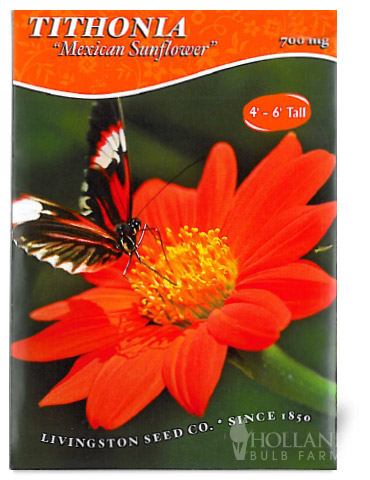 Tithonia Mexican Sunflower 