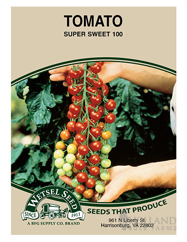 Tomato Super Sweet 100 - 75533