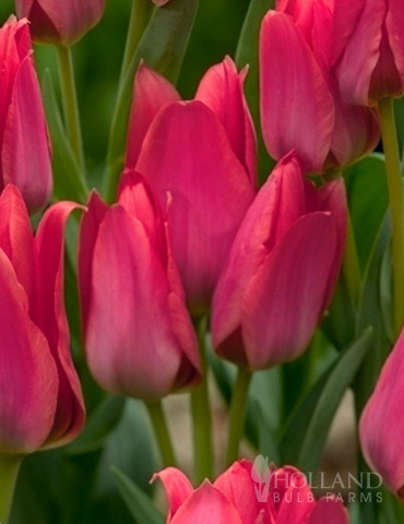 Toronto Bunch Flowering Tulip 