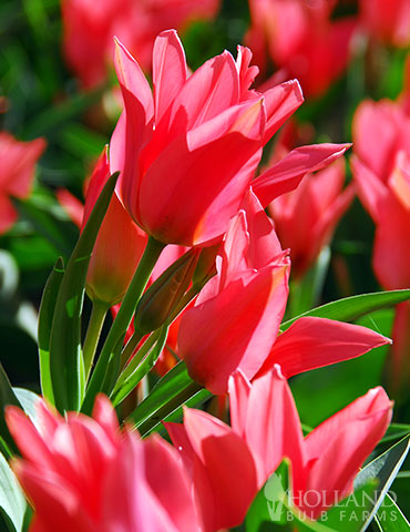 Toronto Bunch Flowering Tulip - 88210
