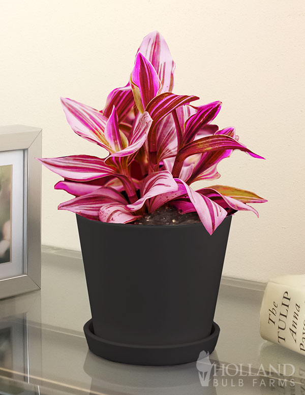 Tradescantia Pink Paradise Houseplant