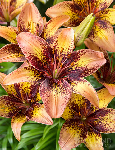 Tribal Dance Asiatic Lily 