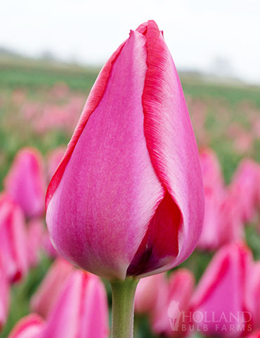 Trick Darwin Hybrid Tulip 