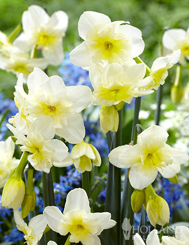 Tristar Daffodil 