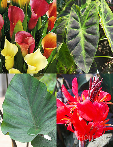Tropical Container Garden Collection tropical container garden, full sun tropical plants, canna lilies, calla lilies, elephant ear bulbs, bulbs for warm climates, best flowers for hot weather, best flowers for zone 10, best flowers for zone 11, best flowers for zone 9